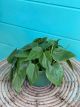 Philodendron Cordatum 6