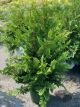 Cypress Hinoki Jade Waves