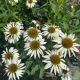 Coneflower Happy Star