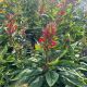 Cardinal Flower