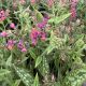 Lungwort Raspberry Splash