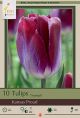 Tulip Kansas Proud 7PK