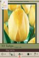 Tulip Big Smile 7 PK