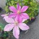 Clematis Sally