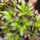 Hens and Chicks Black