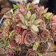 Hens and Chicks Silverine