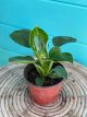 Philodendron Birkin 6