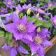 Clematis Bijou