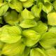 Hosta Stained Glass