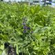 False Indigo Wild Blue