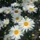 Shasta Daisy Whoops-a-Daisy