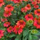 Coneflower Sombrero Fiesta Orange