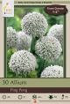 Allium Ping Pong 25PK