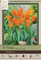 Tulip Ballerina 7PK