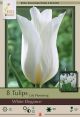 Tulip White Elegance 7PK