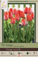 Tulip Orange Van Eijk 7PK