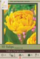 Tulip Yellow Pomponette 7PK