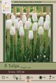 Tulip Snow White 7PK