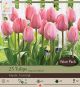 Tulip Mystic van Eijk 16PK