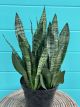 Sanseveria Robusta 10