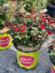 Rose Knockout Petite