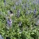 Salvia Color Spires Azure Snow