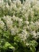 Foamflower