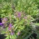 Penstemon Rock Candy Blue