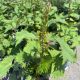 Ligularia The Rocket
