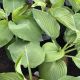 Hosta Shadowland Empress Wu