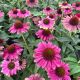 Coneflower Sweet Sandia