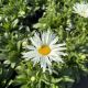 Shasta Daisy Amazing Daisies Spun Silk