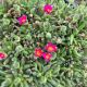 Ice plant Jewel Desert Amethyst