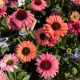 Coneflower Sunseeker Rainbow