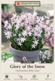 Chionodoxa Pink Giant 20PK
