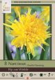 Narcissus Rip Van Winkle 7PK