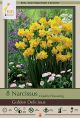 Narissus Golden Delicious 7PK