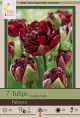 Tulip Palmyra 7PK