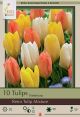 Tulip Retro Mix 7PK