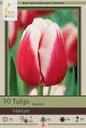 Tulip Markant 7PK