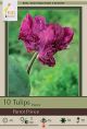 Tulip Parrot Prince 7 PK