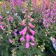 Foxglove Pink Panther