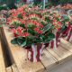 Kalanchoe Kandy Kane 4