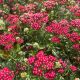Yarrow New Vintage Red