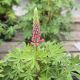Lupine Westcountry Red Rum