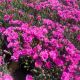 Dianthus Everlast Orchid