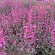Agastache Meant to Be Royal Raspberry