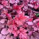 Coral Bells Berry Smoothie
