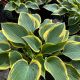 Hosta First Frost