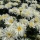 Shasta Daisy Mt. Hood
